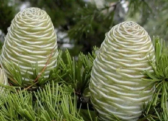 植物常识问题|裸子植物和被子植物的区别