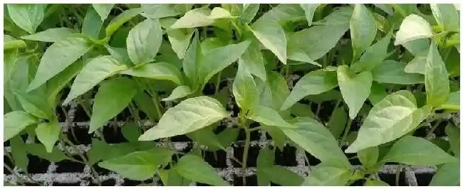 大棚辣椒苗盘育苗全过程大棚增温块对苗有害吗 | 农业问题