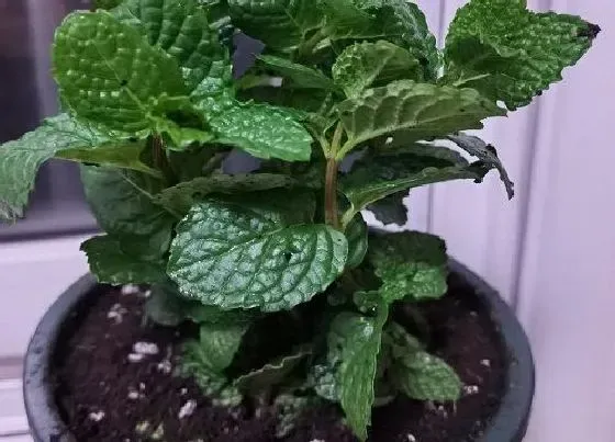 植物常识问题|在室内怎么种薄荷盆栽（在家里种薄荷方法和繁殖技巧）