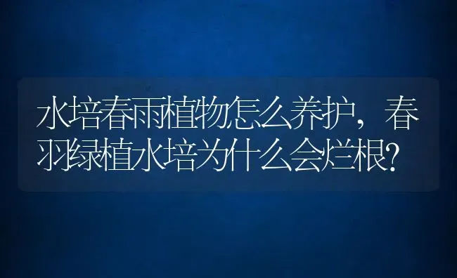 水培春雨植物怎么养护,春羽绿植水培为什么会烂根？ | 养殖常见问题