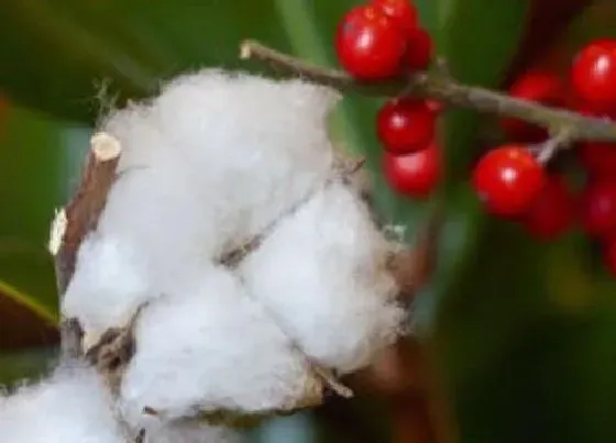 植物常识问题|种棉花一亩地的收入是多少钱 种一亩棉花成本与利润