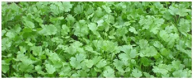 夏天35度怎样种植香菜 | 生活常识