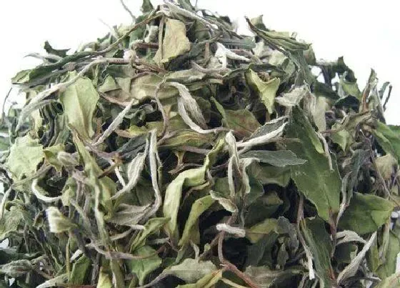 植物常识问题|白茶饼的功效与作用