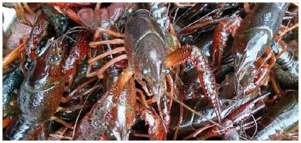 小龙虾发源地 | 三农问答