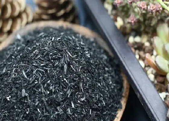 植物常识问题|草木灰怎么养君子兰