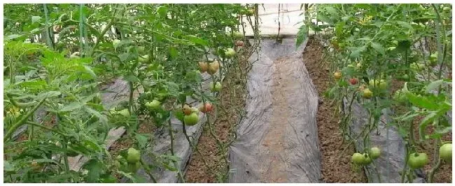 番茄畸形果是什么原因引起 | 农业问题