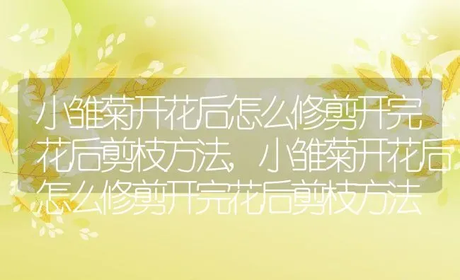 小雏菊开花后怎么修剪开完花后剪枝方法,小雏菊开花后怎么修剪开完花后剪枝方法 | 养殖常见问题