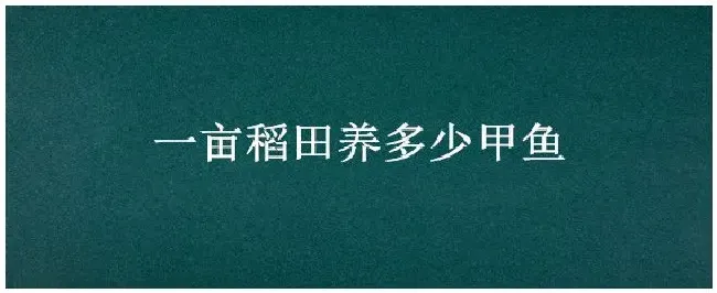 一亩稻田养多少甲鱼 | 三农问答