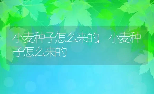 小麦种子怎么来的,小麦种子怎么来的 | 养殖常见问题