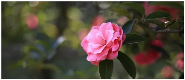 茶梅种植养护注意事项 | 农业常识