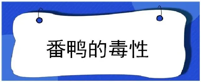 番鸭的毒性 | 生活常识