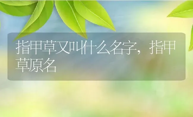 指甲草又叫什么名字,指甲草原名 | 养殖常见问题