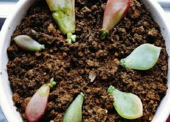植物常识问题|多肉叶片怎么扦插发根快、不黑腐