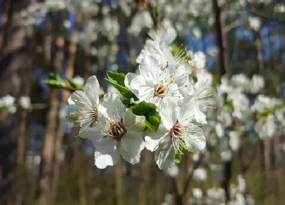 植物常识问题|梅花品种