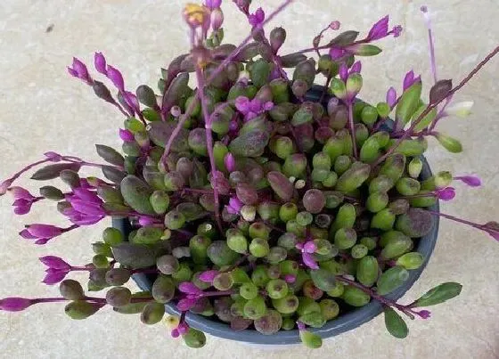 植物常识问题|适合家里养的18种花 推荐最适宜家庭养殖的花卉