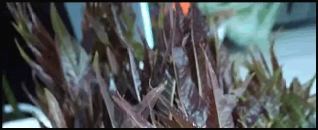 大棚香椿种植方法 | 农业常识