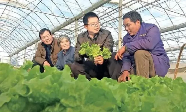 植物常识问题|蔬菜上的腻虫怎么处理去除（蔬菜腻虫怎么消灭窍门妙招）