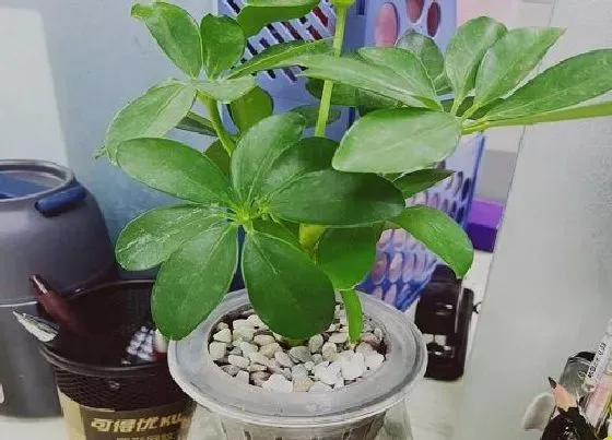 植物常识问题|鸭掌木如何养护生长旺盛