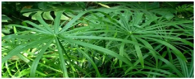 水竹怎么过冬 | 生活常识