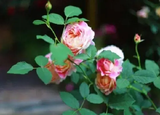 植物常识问题|月季生长缓慢怎么解决