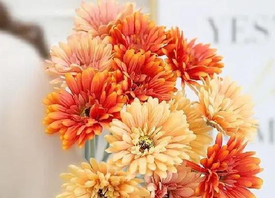 植物常识问题|小菊花品种
