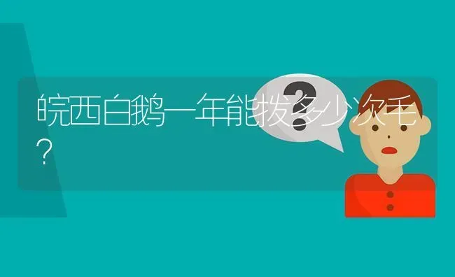 皖西白鹅一年能拨多少次毛? | 养殖问题解答
