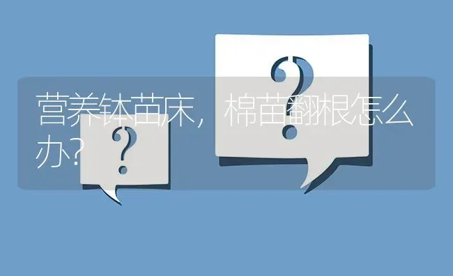 营养钵苗床,棉苗翻根怎么办? | 养殖问题解答