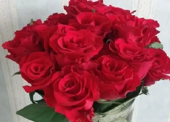 植物常识问题|怎么让玫瑰花束保持得更持久（玫瑰怎么保持鲜艳）