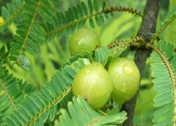 植物常识问题|菠萝蜜是热性还是凉性