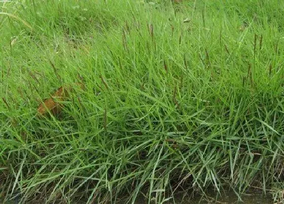 植物常识问题|草坪草有哪些品种 常见草坪草的种类和名称