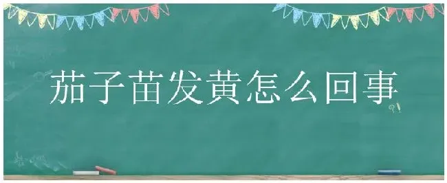 茄子苗发黄怎么回事 | 三农答疑