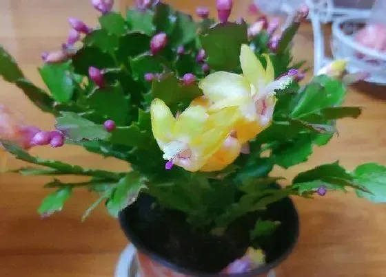 植物常识问题|蟹爪兰在夏季疯狂掉叶的原因