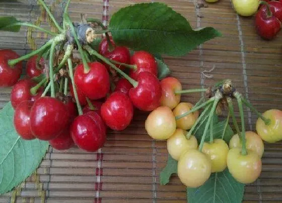 植物常识问题|淄博水果特产介绍 山东淄博市盛产什么水果