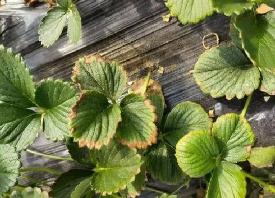 植物常识问题|草莓叶子边缘发黑干枯是什么病 叶子发黑什么原因