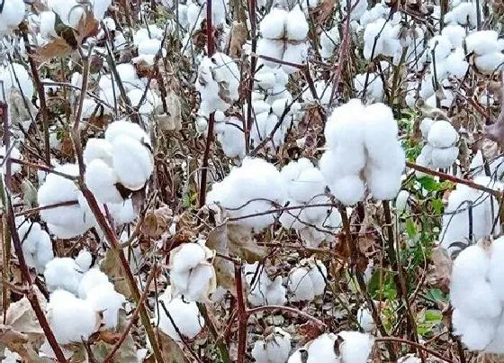 植物常识问题|种棉花一亩地的收入是多少钱 种一亩棉花成本与利润