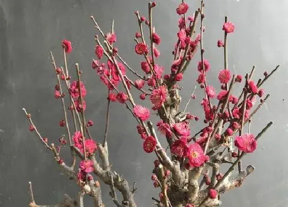 植物常识问题|梅花品种