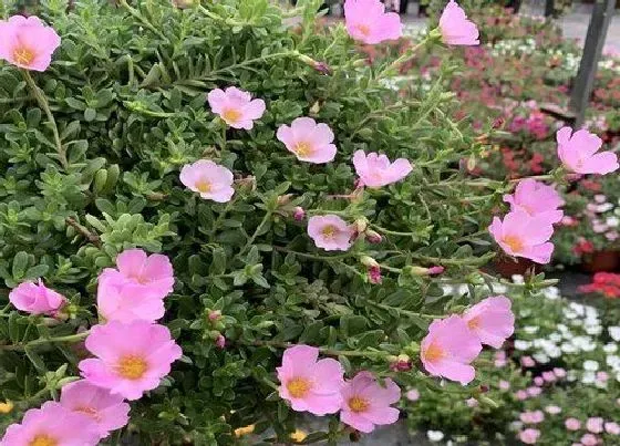 植物常识问题|太阳花如何养护爆盆