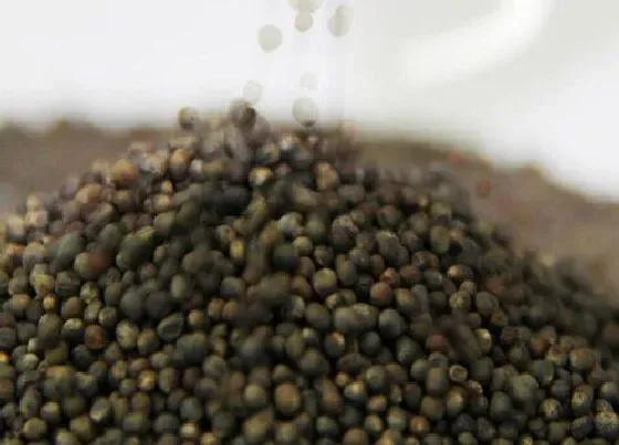 植物常识问题|播种花卉的技巧