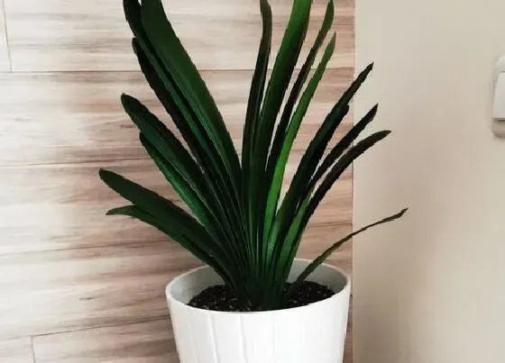 植物常识问题|君子兰长势很好为什么不开花 君子兰好几年不开花原因