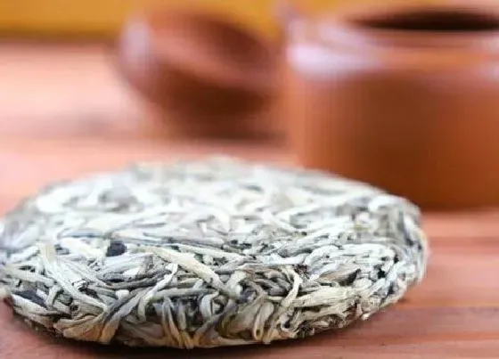 植物常识问题|白茶饼的功效与作用