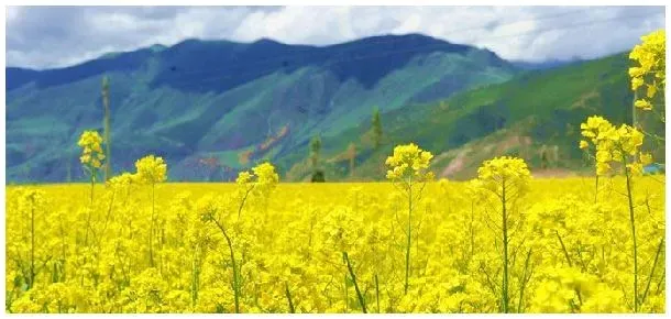 春天种植的句子 | 科普知识