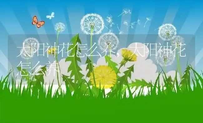太阳神花怎么养,太阳神花怎么养 | 养殖常见问题