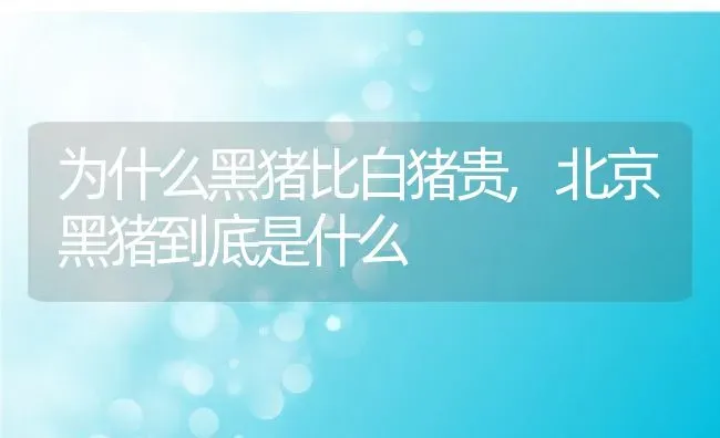 为什么黑猪比白猪贵,北京黑猪到底是什么 | 养殖常见问题