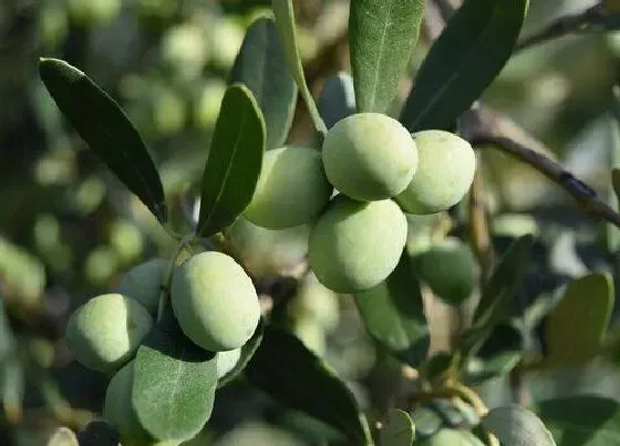 植物常识问题|菠萝蜜是热性还是凉性