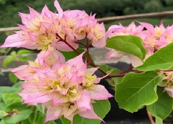 植物常识问题|秋天养护三角梅的方法有哪些