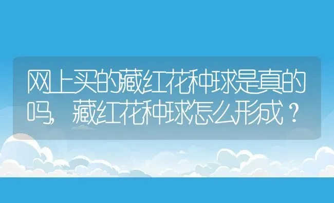 网上买的藏红花种球是真的吗,藏红花种球怎么形成？ | 养殖常见问题