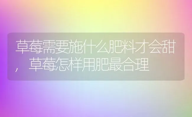 草莓需要施什么肥料才会甜,草莓怎样用肥最合理 | 养殖常见问题