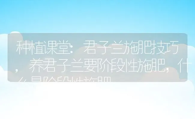 种植课堂:君子兰施肥技巧,养君子兰要阶段性施肥，什么是阶段性施肥 | 养殖常见问题