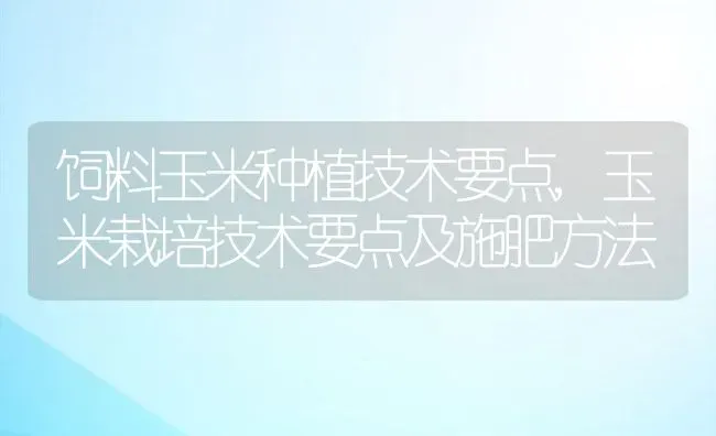 饲料玉米种植技术要点,玉米栽培技术要点及施肥方法 | 养殖常见问题