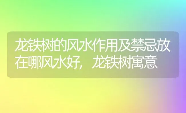 龙铁树的风水作用及禁忌放在哪风水好,龙铁树寓意 | 养殖常见问题